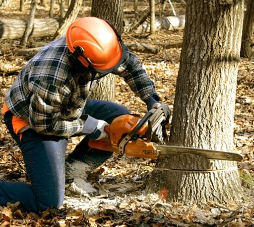 Tree Removal in Thawville, IL